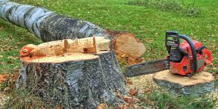 Trusted Bartonville, IL Tree Removal Experts