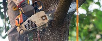Best Tree Removal  in Bartonvle, IL