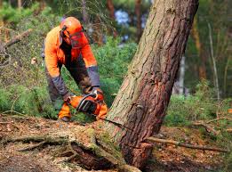 Best Tree Disease Treatment  in Bartonvle, IL