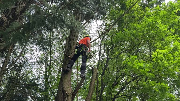 How Our Tree Care Process Works  in  Bartonville, IL