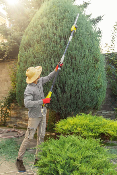 Best Tree Maintenance Programs  in Bartonvle, IL